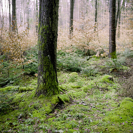 Green Roots III