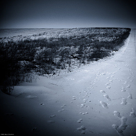 Winter Selenium II