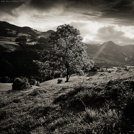 Mountain Tree I