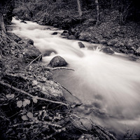 In the Woods of the Smooth Water River VI