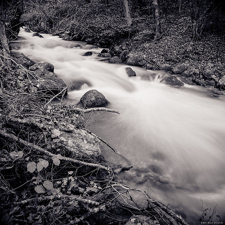 In the Woods of the Smooth Water River VI