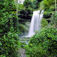 Green Leaves Waterfall II