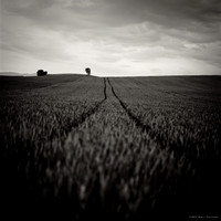 Follow the Lines I