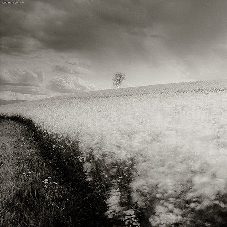 Lonely Tree on the Hill II