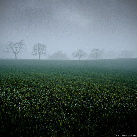 Misty Green II