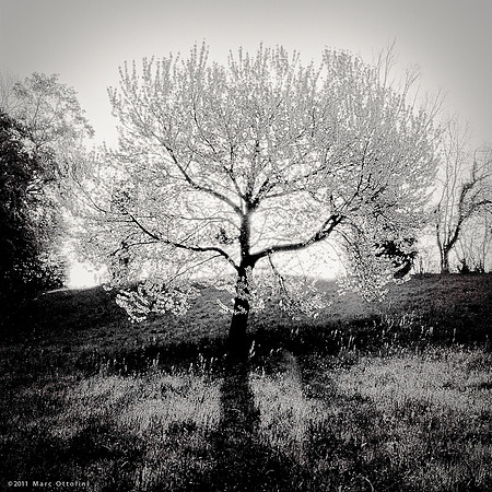 White Tree IV