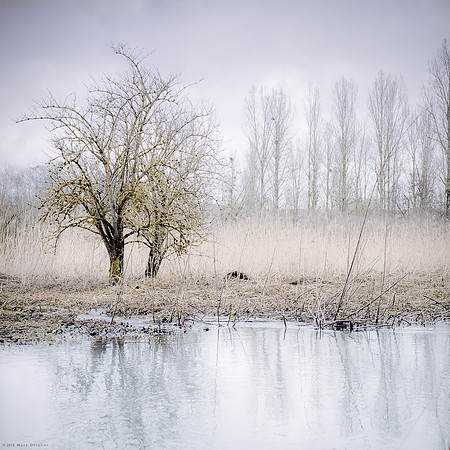 Golden Trees Pond