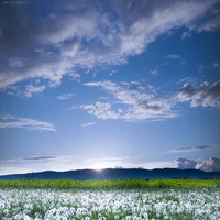 Spring Flower Carpet III