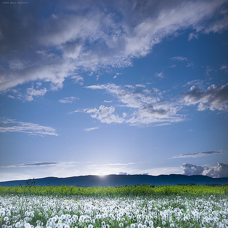 Spring Flower Carpet III