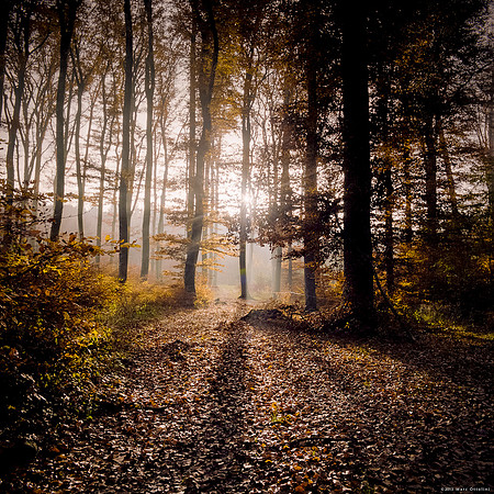 Golden Light Forest