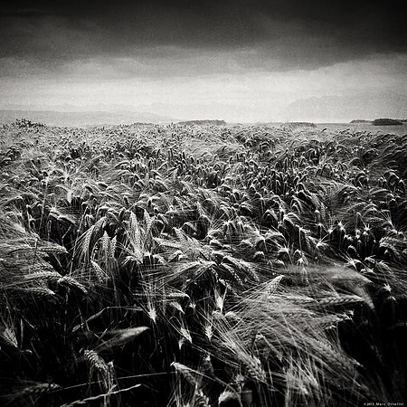 Summer Field VII