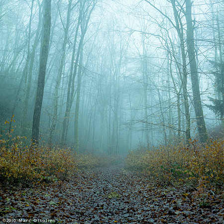 Lonely Forest