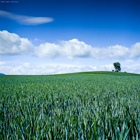 Green in the Blue Sky II