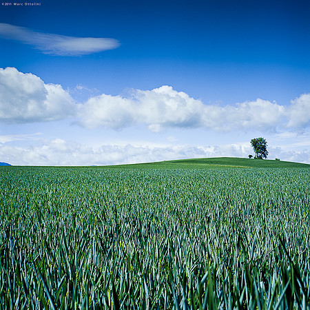 Green in the Blue Sky II