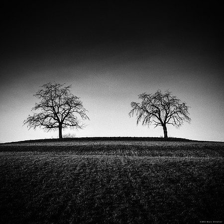 Too Trees