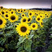 Sunflowers Beauty I