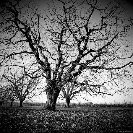 The Black Trees Orchard I