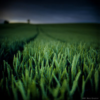 Short Focus IV