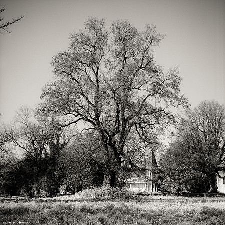 Sa Majesté : l'Arbre II